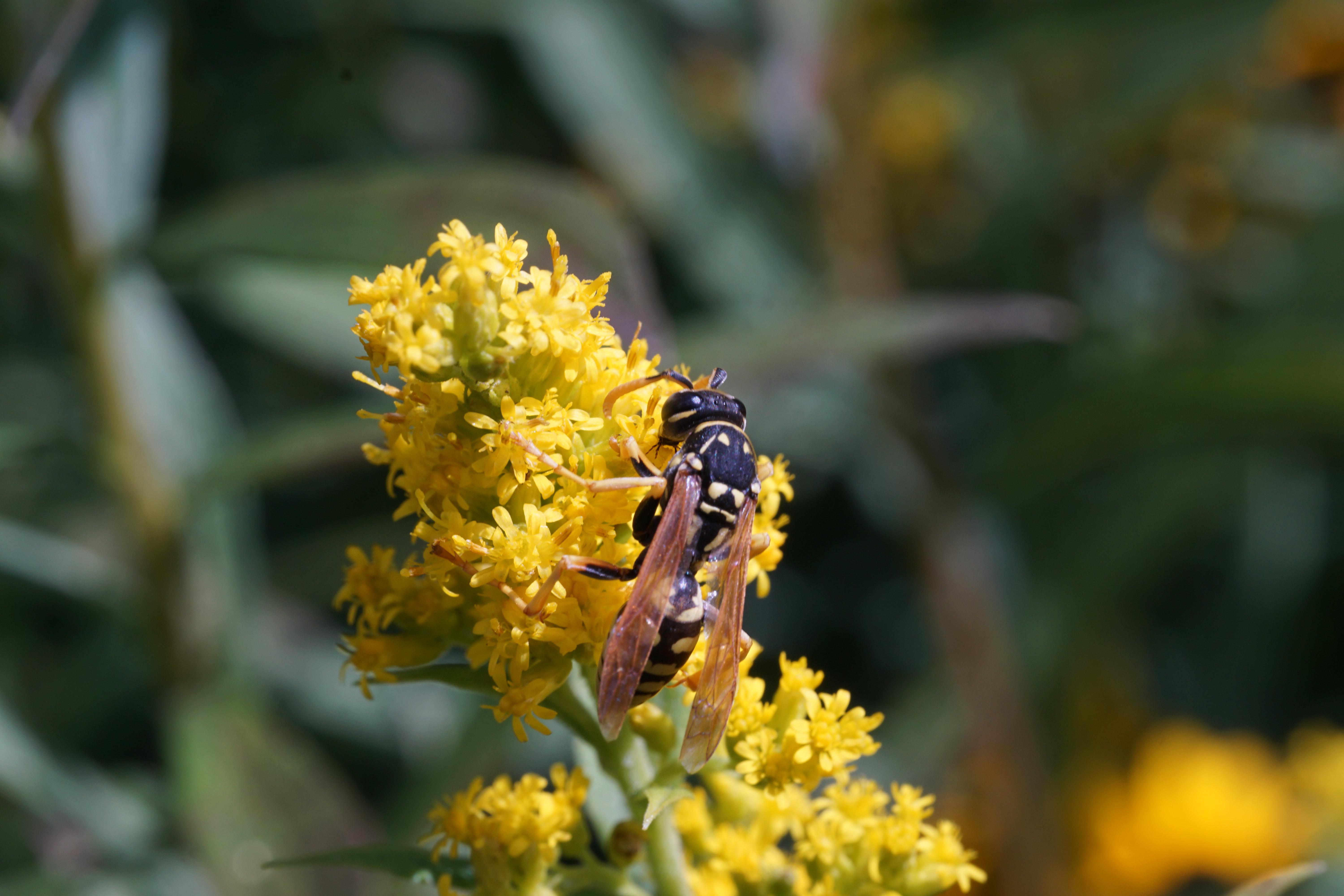 A paper wasp on a flower.